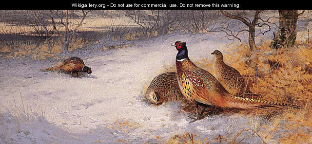 Pheasants in the Snow - Archibald Thorburn
