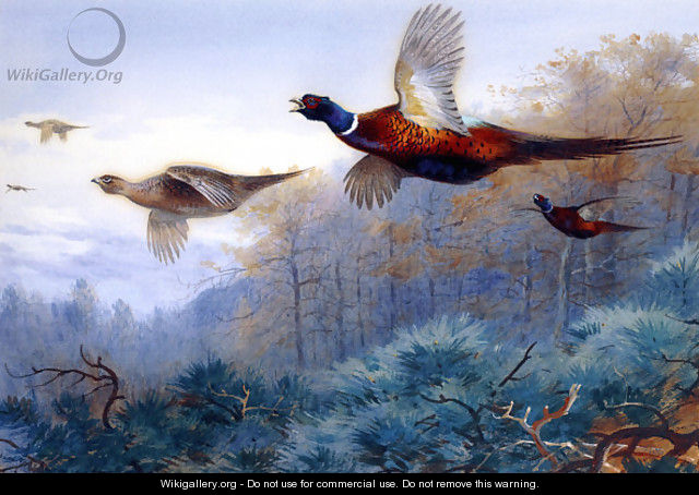 Pheasants in Flight - Archibald Thorburn