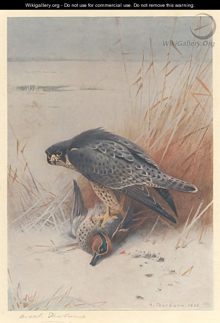 Peregrine Falcon on Teal - Archibald Thorburn