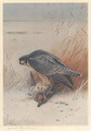 Peregrine Falcon on Teal - Archibald Thorburn