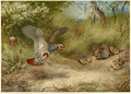 Partridges and Young - Archibald Thorburn