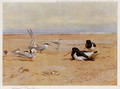 Oyster Catchers, Terns and Ringed Plovers - Archibald Thorburn