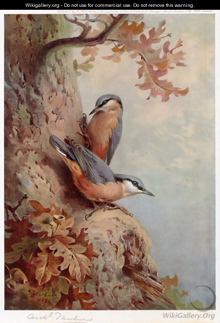 Nuthatches - Archibald Thorburn