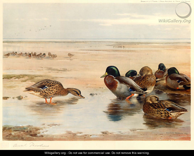 Mallard on the Shore - Archibald Thorburn