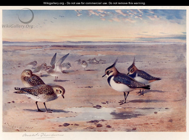 Lapwing and Golden Plover - Archibald Thorburn