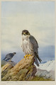 Gyr-Falcon - Archibald Thorburn