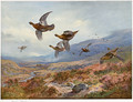 Grouse Over the Burn - Archibald Thorburn