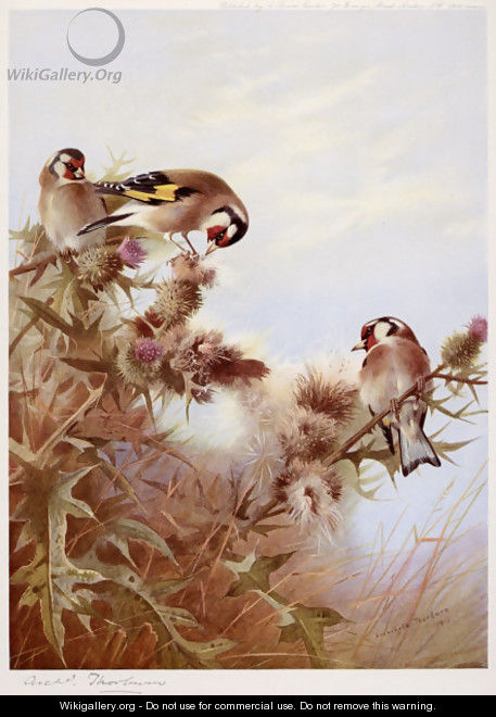 Goldfinches on Thistles - Archibald Thorburn