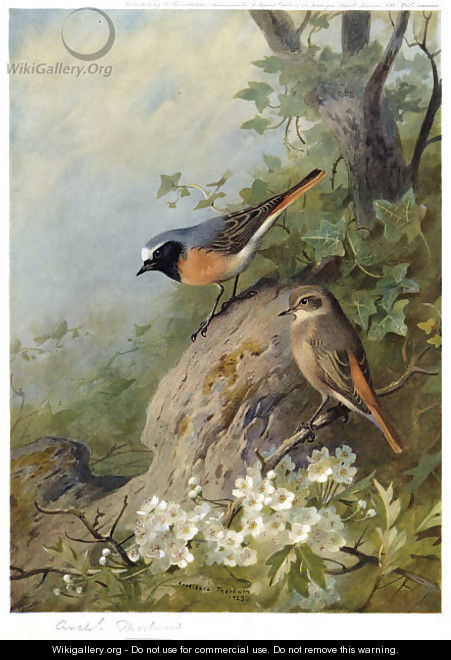 Cock and Hen Redstarts - Archibald Thorburn