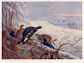 Blackgame in Winter 2 - Archibald Thorburn