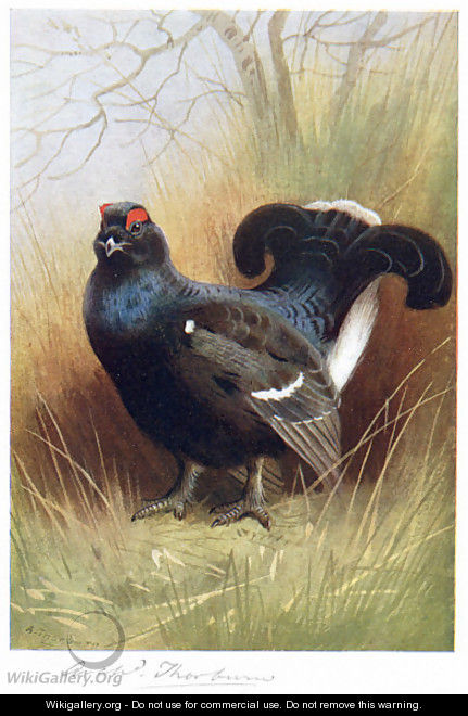 Blackcock - Archibald Thorburn
