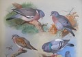 A Wood Pigeon, A Stock Dove, A Turtle Dove, A Rock Pigeon - Archibald Thorburn