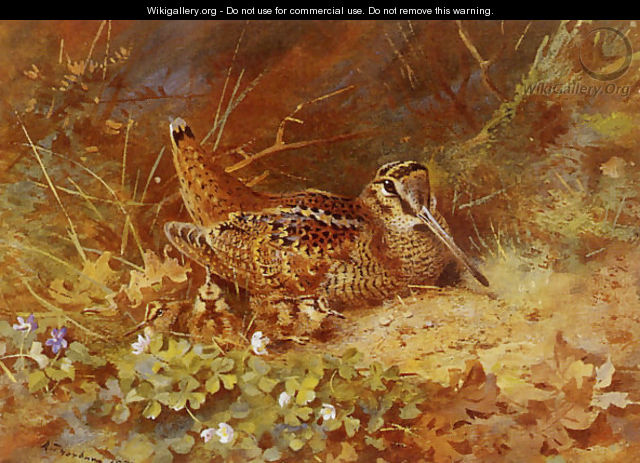 Woodcock and Chicks - Archibald Thorburn