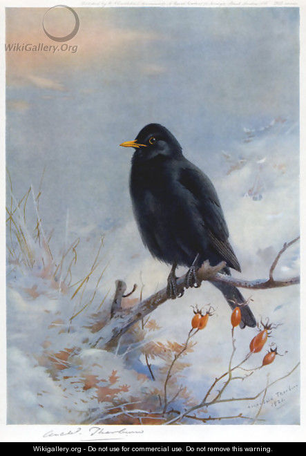 Winter Blackbird - Archibald Thorburn