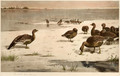 Unapproachable Geese - Archibald Thorburn
