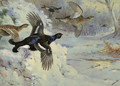 Through the Snowy Coverts - Archibald Thorburn