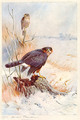 Sparrowhawk - Archibald Thorburn