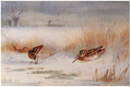 Snipe - Archibald Thorburn