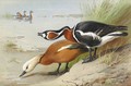 Ruddy Shelduck and Red-Breasted Goose - Archibald Thorburn
