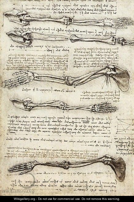 Arms - Leonardo Da Vinci