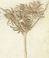 sedge - Leonardo Da Vinci