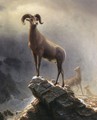 Rocky Mountain Sheep 1 - Albert Bierstadt