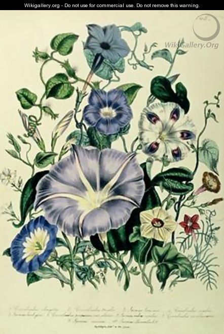 Bindweed plate 26 from The Ladies Flower Garden - Jane Loudon