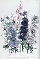 Delphiniums plate 3 from The Ladies Flower Garden - Jane Loudon