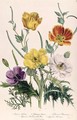 Poppies and Anemones plate 5 from The Ladies Flower Garden - Jane Loudon