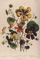 Nasturtium plate 21 from The Ladies Flower Garden - Jane Loudon