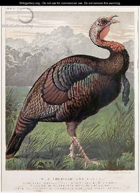 The Wild American Turkey Cock - (after) Ludlow