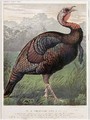 The Wild American Turkey Cock - (after) Ludlow