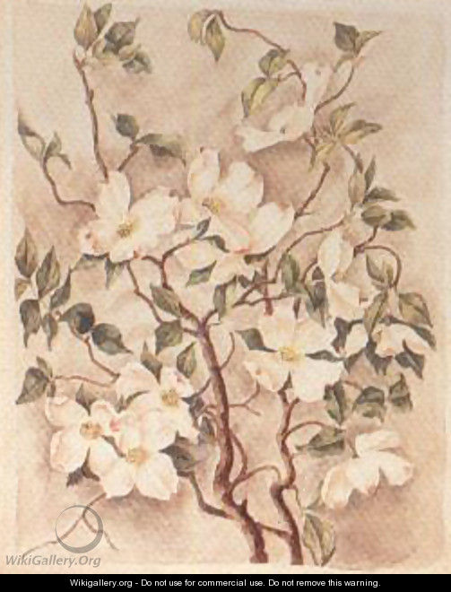 Flowering Dogwood - Caroline Harrison