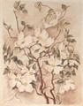 Flowering Dogwood - Caroline Harrison