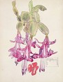 Cactus Flower - Charles Rennie Mackintosh