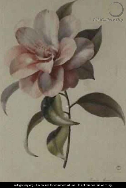 Camellia 2 - Marie-Anne