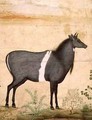 Nilgai blue cow Mughal School - (Ustad Mansur) Mansur