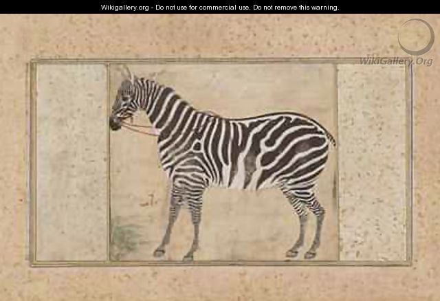 Zebra from Northern India - (Ustad Mansur) Mansur