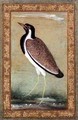 Indian lapwing 1800 - (Ustad Mansur) Mansur