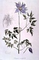 Clematis macropetala - C. F. Ledebour