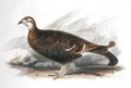 Intermedius Ptarmigan in - Edward Lear