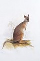 Macropus - Edward Lear