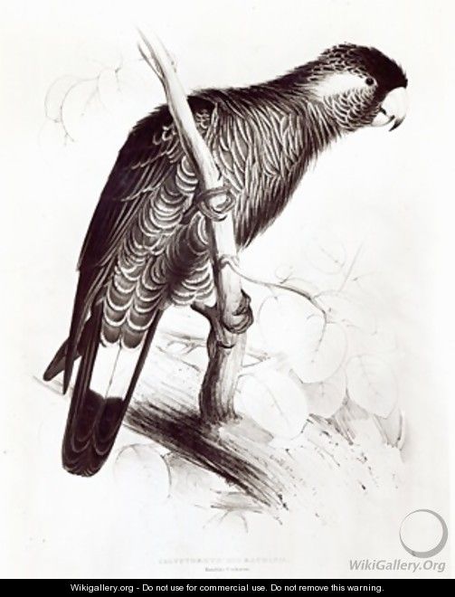 Calyptorhynchus Baudinii or Baudins Cockatoo - Edward Lear