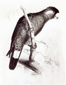 Calyptorhynchus Baudinii or Baudins Cockatoo - Edward Lear