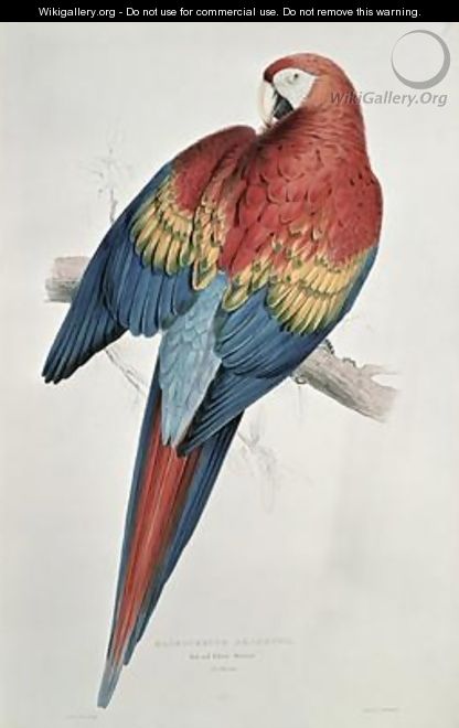Red and Yellow Macaw - Edward Lear
