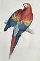 Red and Yellow Macaw - Edward Lear