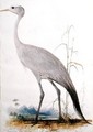 Stanley Crane Scops paradisea - Edward Lear