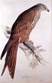 Kite - Edward Lear