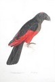 Dasyptilus pecqueli - Edward Lear