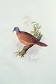 Pigeon-type - Edward Lear